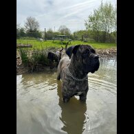 Cane Corso - Both