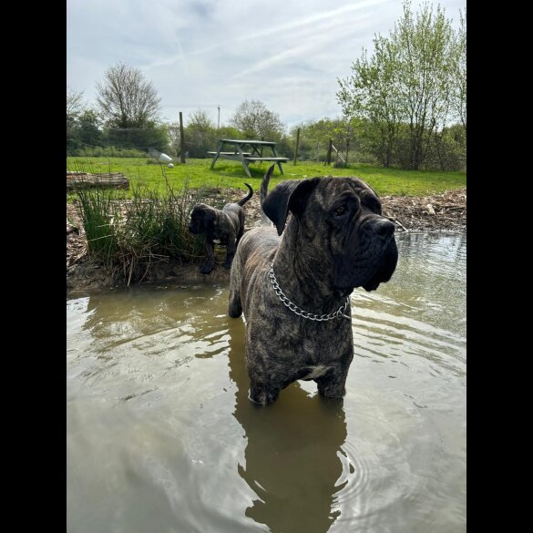 Cane Corso - Both