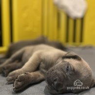 Cane Corso - Both