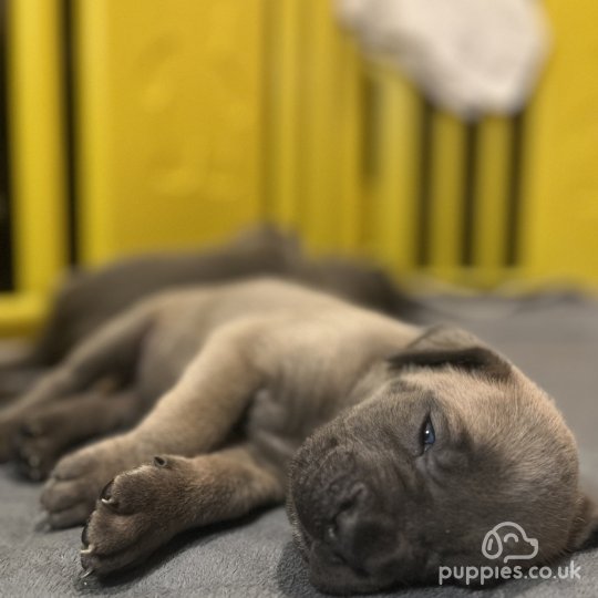 Cane Corso - Both