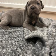 Cane Corso - Both