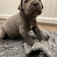 Cane Corso - Both