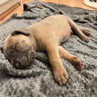 Cane Corso - Both