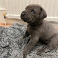 Cane Corso - Both