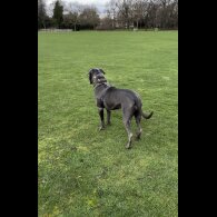 Cane Corso - Both