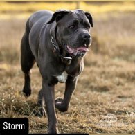 Cane Corso - Both