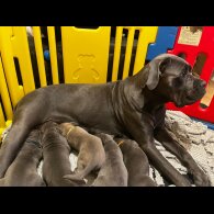 Cane Corso - Both