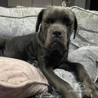 Cane Corso - Both