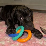 Cane Corso - Bitches