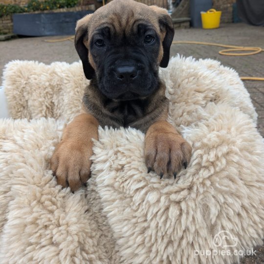 Cane Corso - Both