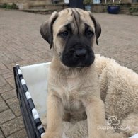 Cane Corso - Both