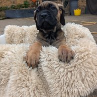 Cane Corso - Both