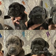 Cane Corso - Both