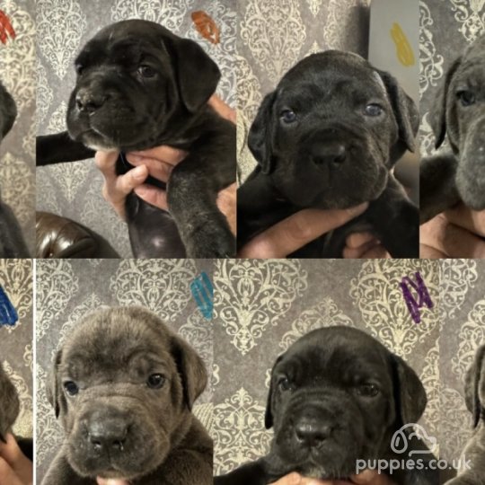 Cane Corso - Both