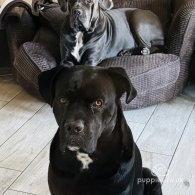 Cane Corso - Both