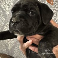 Cane Corso - Both