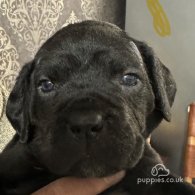 Cane Corso - Both