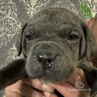 Cane Corso - Both