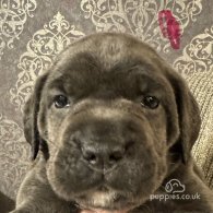 Cane Corso - Both