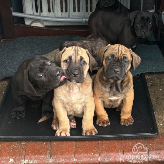 Cane Corso - Both