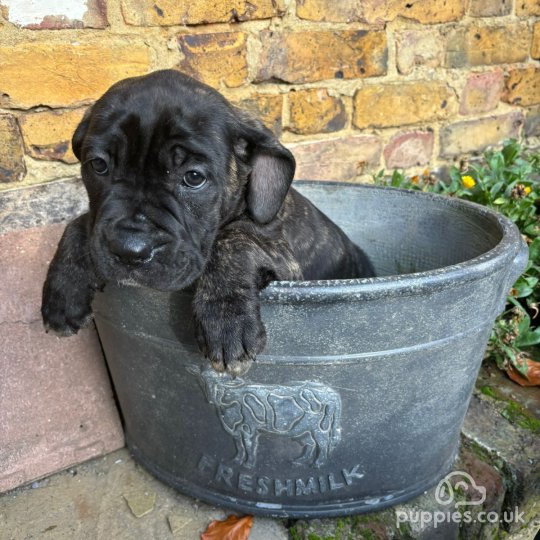 Cane Corso - Both