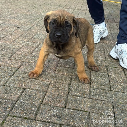 Cane Corso - Both