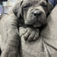 Cane Corso - Both