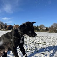 Cane Corso - Both