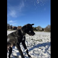 Cane Corso - Bitches