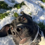 Cane Corso - Both