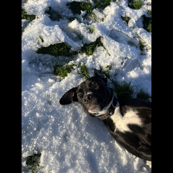 Cane Corso - Bitches