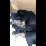 Cane Corso - Bitches