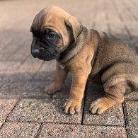 Cane Corso - Both