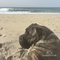 Cane Corso - Both