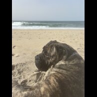 Cane Corso - Both