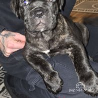 Cane Corso - Bitches