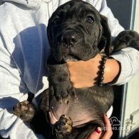 Cane Corso - Both