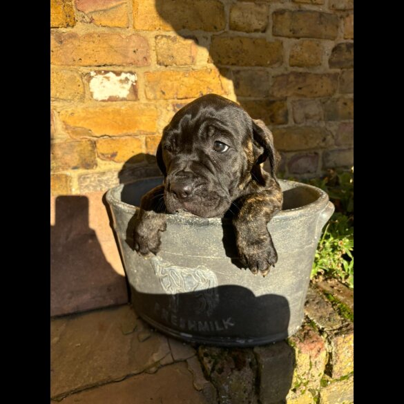 Cane Corso - Both