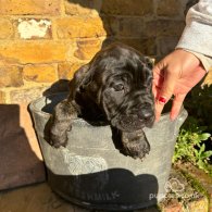 Cane Corso - Both