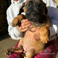 Cane Corso - Both