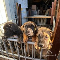 Cane Corso - Both