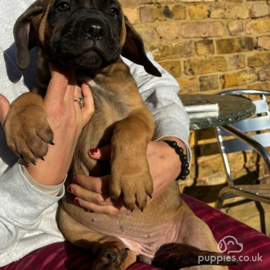 Cane Corso - Both