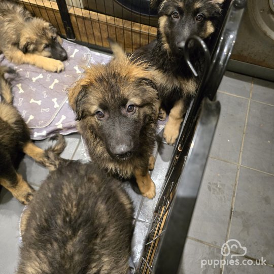 Caucasian Shepherd Dog - Both