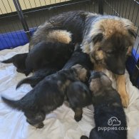 Caucasian Shepherd Dog - Both