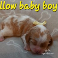 Cavalier King Charles Spaniel - Both