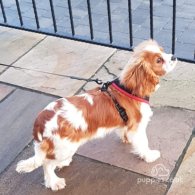 Cavalier King Charles Spaniel - Both