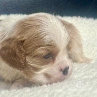 Cavalier King Charles Spaniel - Both