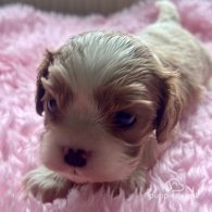 Cavalier King Charles Spaniel - Both