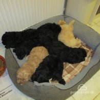 Cavapoo - Both