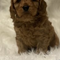 Cavapoo - Dogs